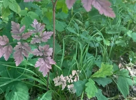 Das Bild zeigt Pflanzen im Wald.