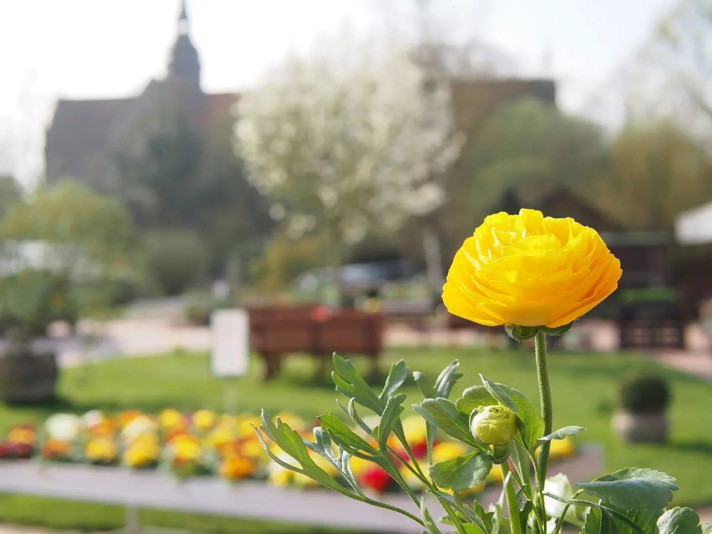 Blume vorm Kloster