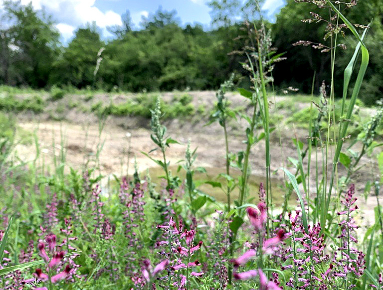 Blick auf das Biotop mit pinken Wildblumen im Vordergrund