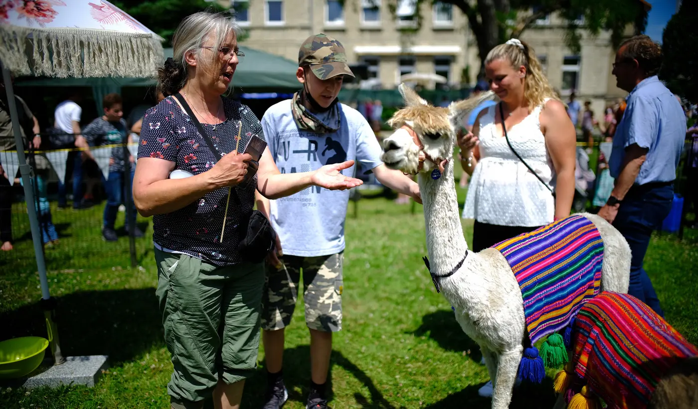 Alpakas auf dem Sommerfest in Neuerkerode