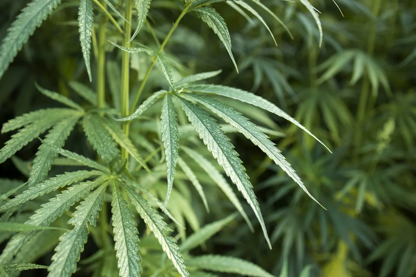 Cannabispflanzen