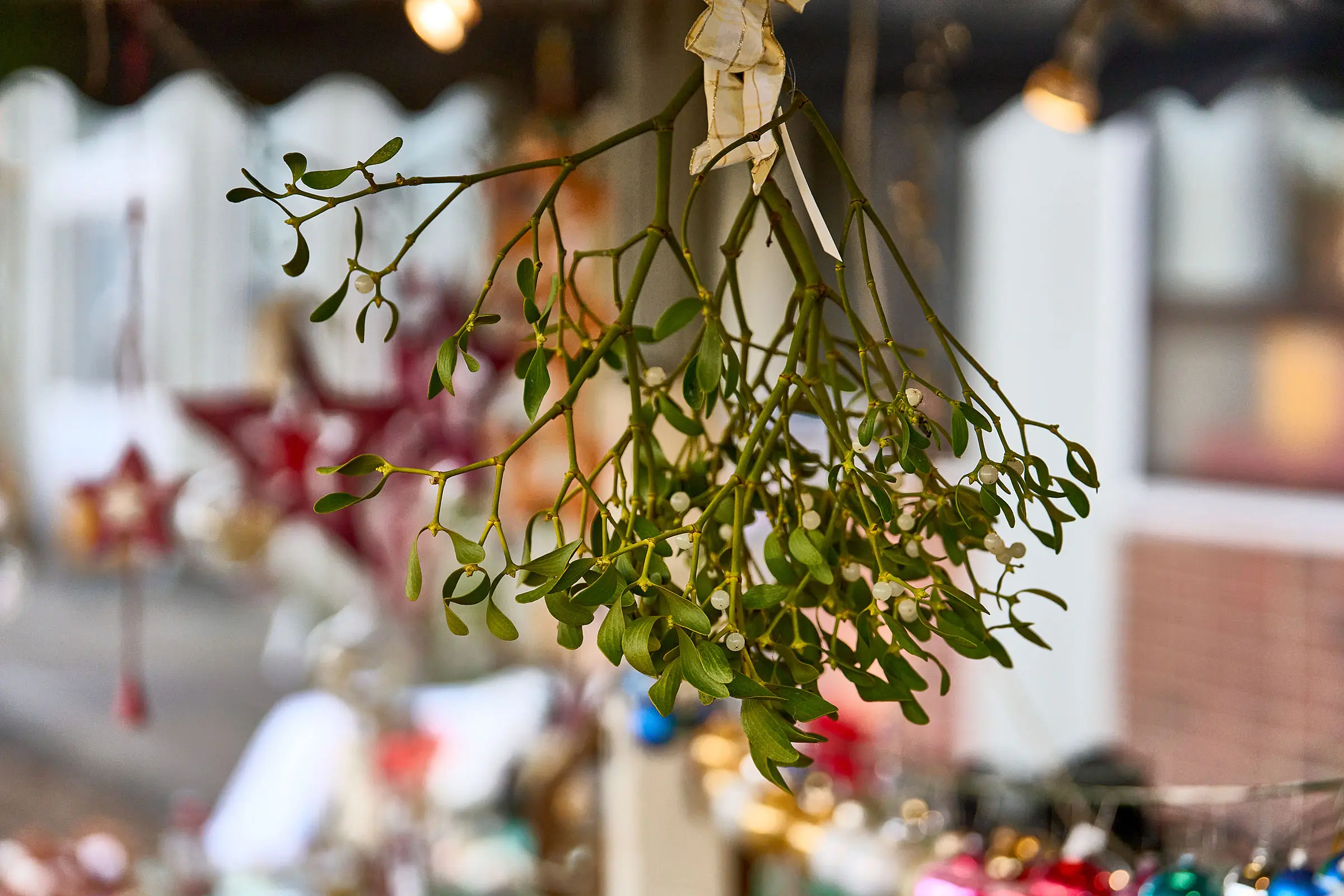 Das Bild zeigt einen Mistelzweig