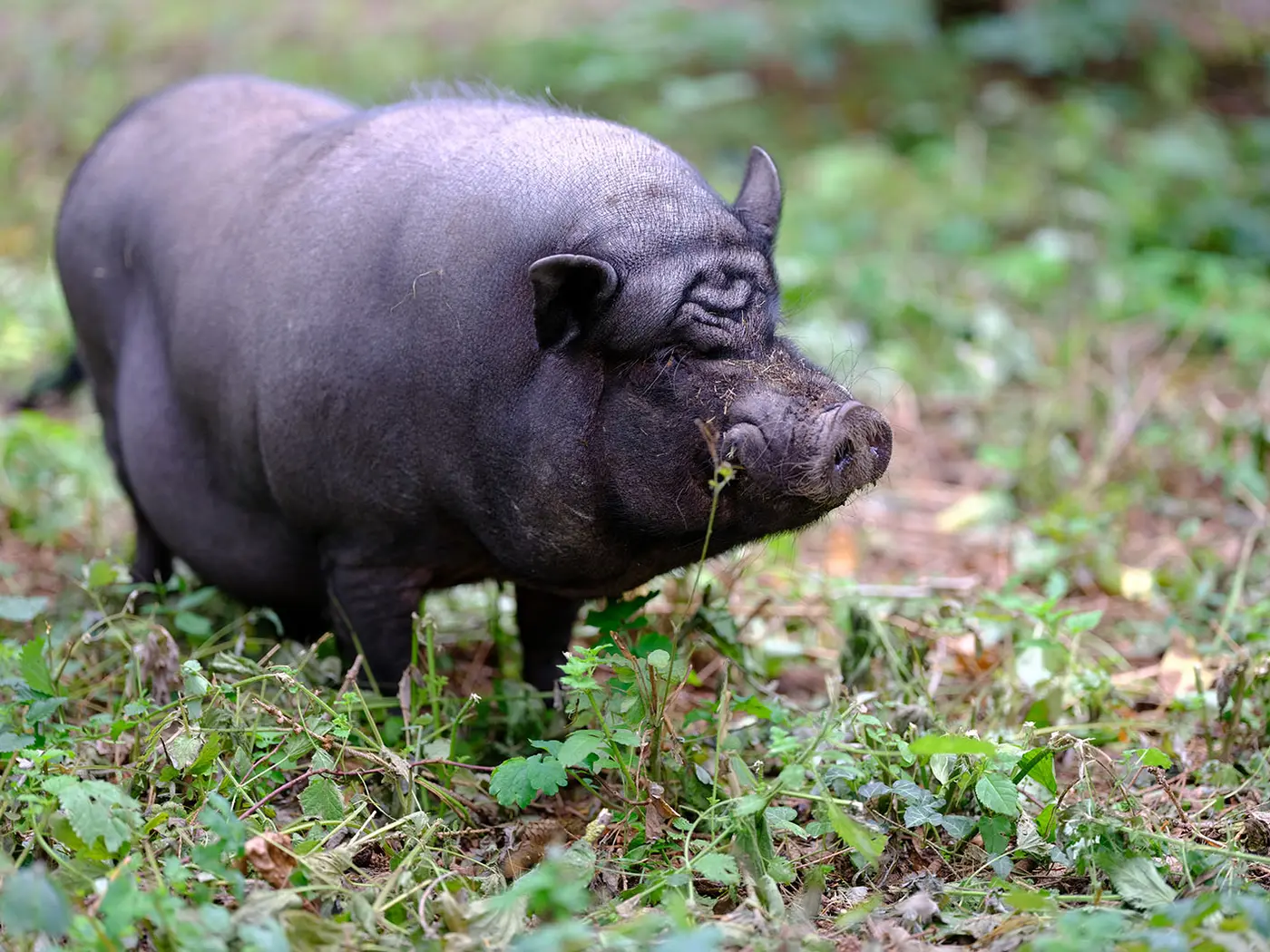 Ein Schwein auf dem Rittergut Beienrode.