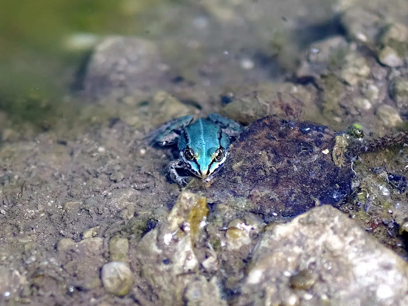 Blauer Frosch im Biotop