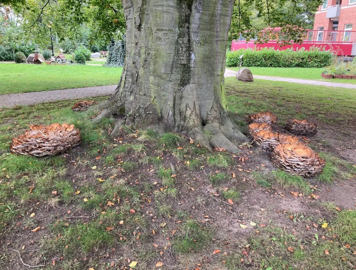 Baumpilzbefall im Park im Bethanien.