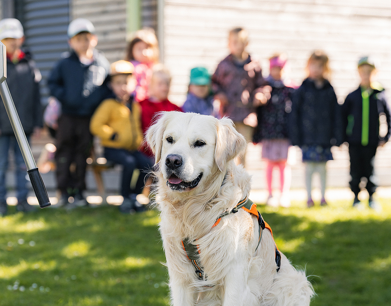 Golden Retriever Kita Hund Kono mit Kindern unscharf im Hintergrund